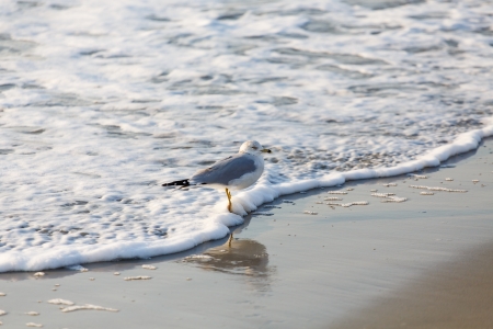 A seagull on a beach at the edge of the seaの写真素材