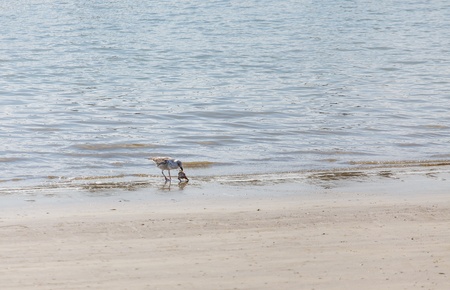A seagull feeding on a crab pulled from the oceanの写真素材
