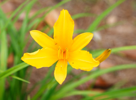 A single orange day lilly blooming in a spring garden
