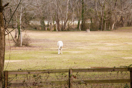 An old gray mare grazing in a pasture beyond fence