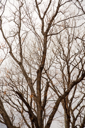 A bare tree in the winter under cloudy, overcast skiesの写真素材