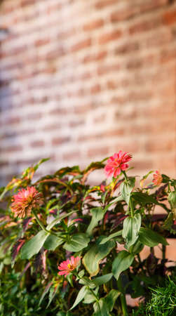 Flowers on vine with old brick wall の写真素材