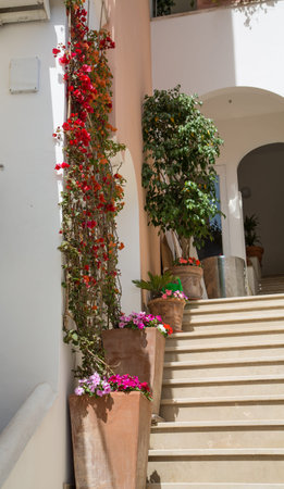 Colorful flowers growing on steps in Positanoの写真素材