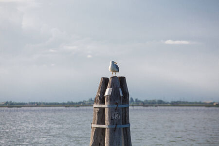 A seagull on a post in the ocean under grey skiesの写真素材