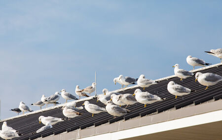 Many seagulls on the metal roof of a pierの写真素材