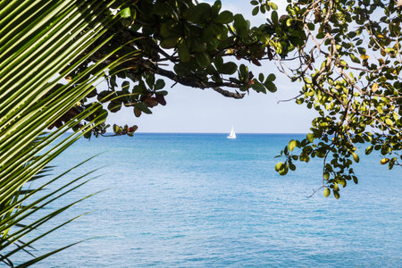 A white sailboat on the horizon of a blue sea through green foliage