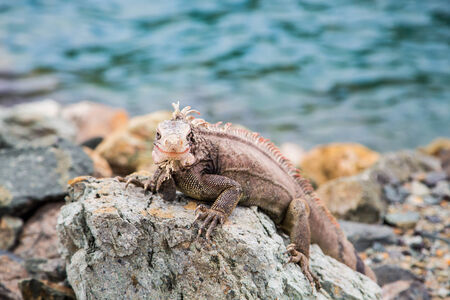 An iguana on rocks at the edge of the seaの写真素材
