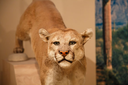 A female mountain lion, puma or cougar