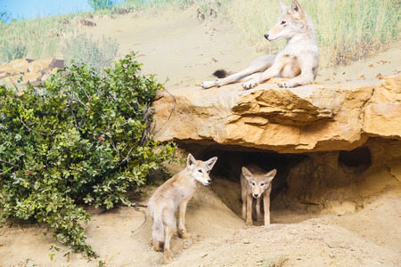 Coyotes resting in rocsk of arid landscapeの写真素材