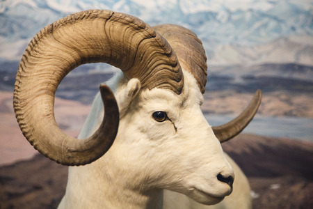 Closeup of a bighorn sheep in the wildernessの写真素材