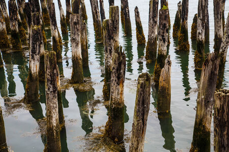 Old, mossy, wooden pilings in a calm northern harborの写真素材