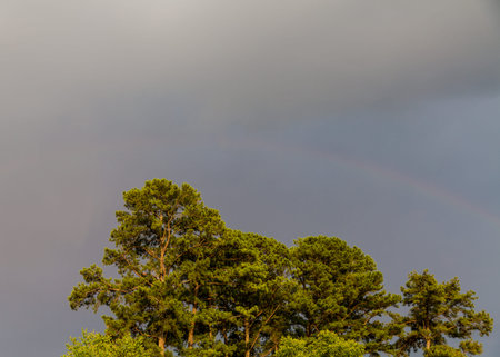 Green pine trees against dark and stormy clouds