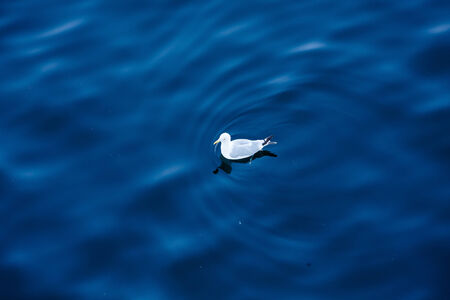 One white seagull floating in the deep blue seaの写真素材