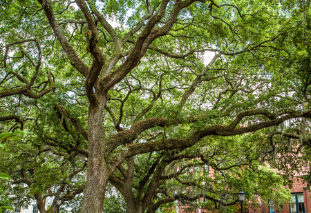 Massive live oak trees draped with Spanish moss in Savannah parkの写真素材
