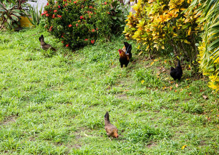 Roosters feeding in a lush grass lawnの写真素材
