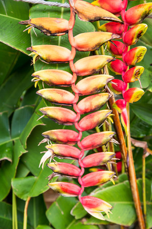 Brilliantly colored red, and yellow orchids on a green backgroundの写真素材
