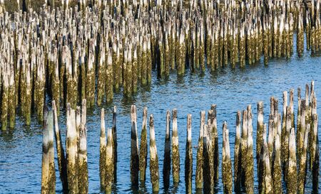 Old wood pilings in choppy water off the coast of Portland, Maineの写真素材