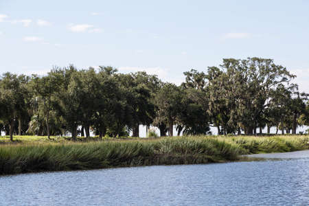 Trees and grass along a wetland marshの写真素材