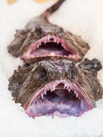 Two ugly fish with sharp teeth on ice for sale in a seafood market