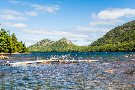 Evergreen trees on the coast of a lake in Maineの写真素材