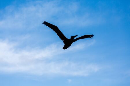 A black Sillouette of a Pelican Against beautiful Skyの写真素材
