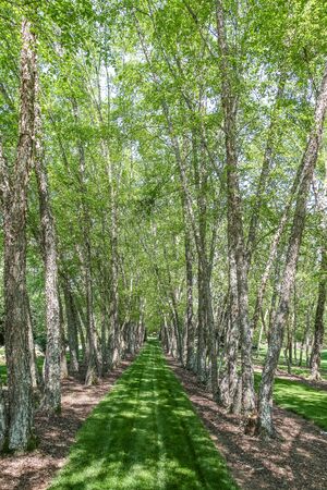 A line of summer birch trees with lush green grassの写真素材