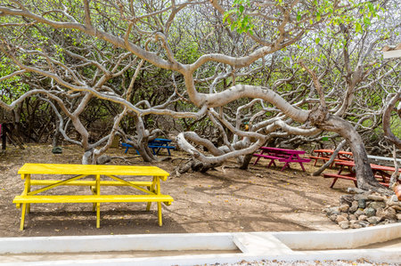 Manchineel tree or poison apple tree on Curacao