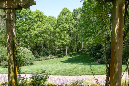 A walking path through a lush, green forestの写真素材