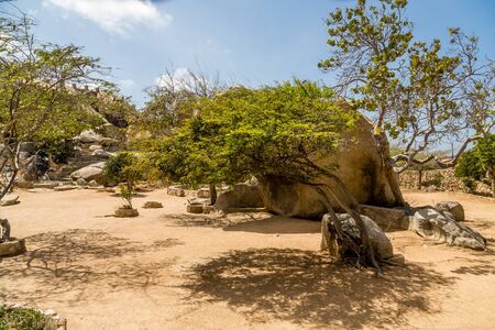 Arid and Dry desert with cactus and native plantsの写真素材