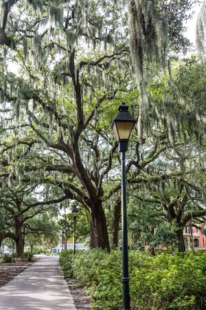 A traditional Lamp Post and Oak Tree by Sidewalkの写真素材