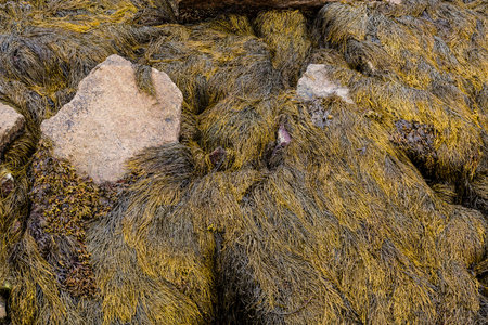 Algae and kelp near tidal pools during low tide on New England coast