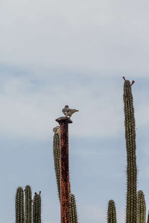 Pigeons roosting on cactus plantsの写真素材