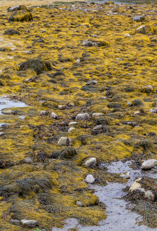 Algae and kelp near tidal pools during low tide on New England coast