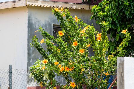An orange hibisucs bush by an old building and fenceの写真素材