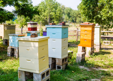 Colorful bee hives in a green meadow