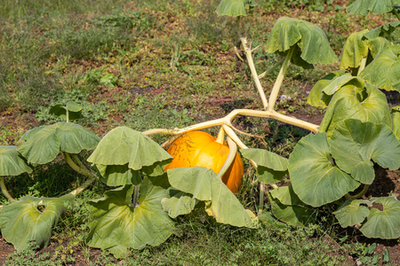 A small pumpkin patch with fresh fruit on the vineの写真素材