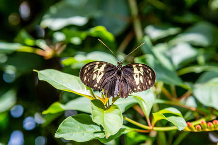 A beautiful butterfly on foilage in a summer gardenの写真素材