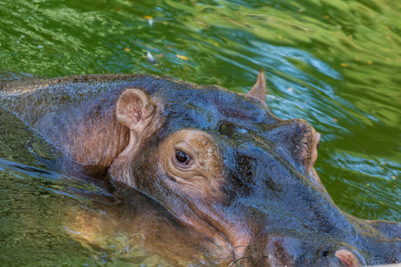 A hippopotamus watering himself in a calm green lake
