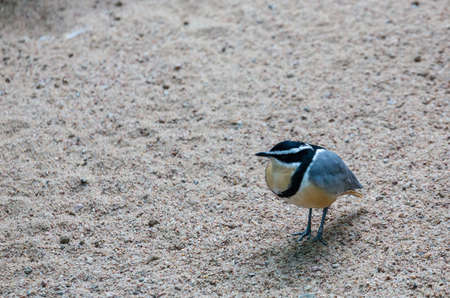 Egyptian Plover in Gravel perched on bed of gravelの写真素材