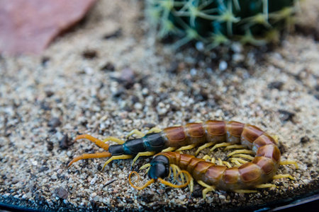 Huge Centipede in gravel