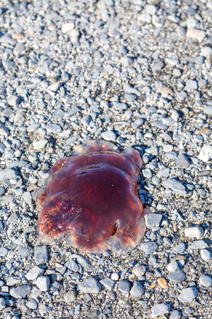 Red Jellyfish washed up on Gravelの写真素材