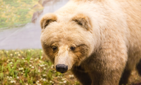 Kodiak Bear Close by riverの写真素材