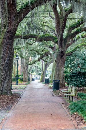 Benches and walkways in a nice southern park in Savannahの写真素材