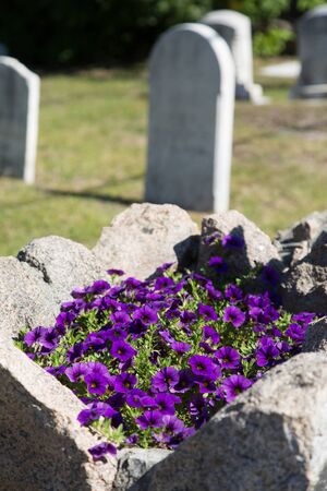 An old cemetery with purple flowers by gravesの写真素材