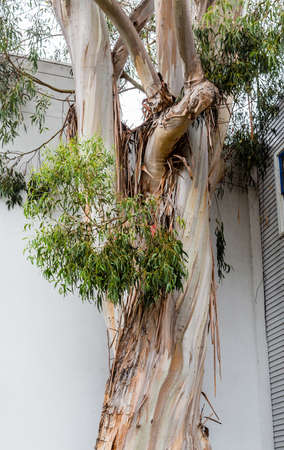 Tree with No Bark by Stuccoの写真素材