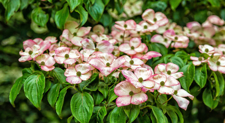 Kousa Dogwoods Blooming in Treesの写真素材