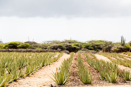 Rows of Aloe Vera plants in an Aruba plantationの写真素材
