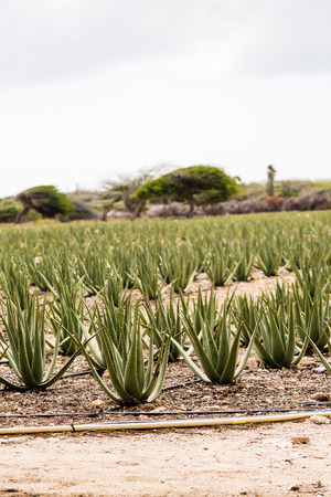 Rows of Aloe Vera plants in an Aruba plantationの写真素材