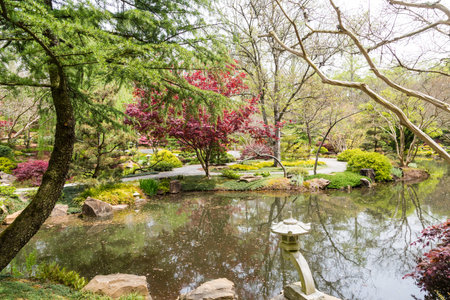 Red Maple Trees around lake in Japanese Garden