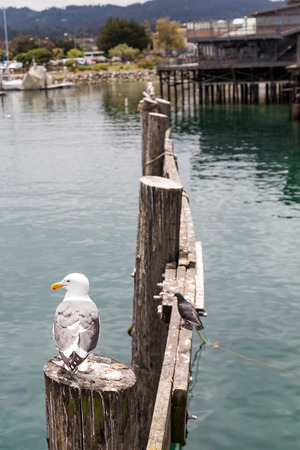 Gull Looking on Post of Old Pierの写真素材